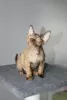 Photo №1. devon rex - for sale in the city of Mogilyov | negotiated | Announcement № 75370