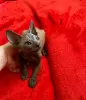 Photo №1. sphynx cat - for sale in the city of Valmiera | 317$ | Announcement № 51331