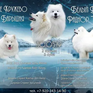 Photo №1. samoyed dog - for sale in the city of Teikovo | 388$ | Announcement № 3175