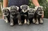 Photo №2 to announcement № 65668 for the sale of schnauzer - buy in Poland breeder