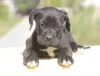 Additional photos: Cane Corso puppies for sale