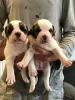 Photo №2 to announcement № 10982 for the sale of american bulldog - buy in Aland Islands 