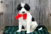 Photo №2 to announcement № 63523 for the sale of poodle (toy) - buy in United States 