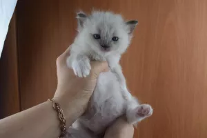 Additional photos: Kittens Ragdoll