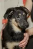 Photo №3. Puppy Lara is looking for a family. Russian Federation