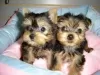 Photo №2 to announcement № 18644 for the sale of yorkshire terrier - buy in Netherlands private announcement