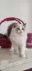 Photo №2 to announcement № 106817 for the sale of ragdoll - buy in Turkey breeder