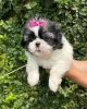 Photo №3. Companion shih Tzu puppies. Netherlands