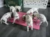 Photo №1. dalmatian dog - for sale in the city of New York Mills | Is free | Announcement № 115051