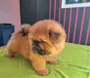 Additional photos: Chow chow puppies