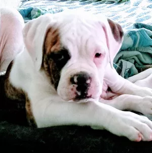 Additional photos: On sale 2 boys. American bulldog