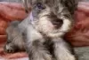 Photo №3. Miniature schnauzer for sale. Germany