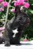 Photo №3. French Bulldog Pedigree FCI. Romania