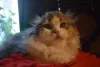 Photo №1. scottish fold - for sale in the city of Krakow | 828$ | Announcement № 12013