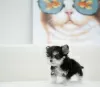 Photo №3. MALTESE PUPPY. Canada