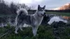 Photo №1. alaskan malamute - for sale in the city of Kherson | 110$ | Announcement № 13707