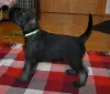 Additional photos: Miniature Schnauzer puppies