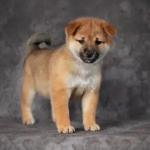 Photo №3. Shiba Inu. Russian Federation