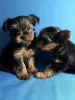 Photo №1. yorkshire terrier - for sale in the city of Kursk | 403$ | Announcement № 17600