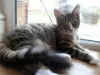 Photo №1. maine coon - for sale in the city of Mission | 1000$ | Announcement № 50409