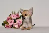 Photo №4. I will sell chihuahua in the city of Москва. from nursery, breeder - price - 414$