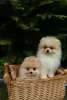 Additional photos: Cute Pomeranian Puppies