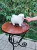 Photo №2 to announcement № 117687 for the sale of pomeranian - buy in Germany private announcement