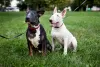 Photo №2 to announcement № 15218 for the sale of bull terrier - buy in Belarus private announcement