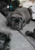 Additional photos: Cane Corso puppies