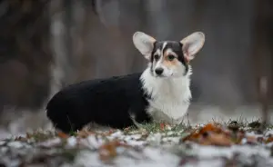 Additional photos: Girl Welsh Corgi Pembroke