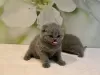 Additional photos: Scottish Fold kittens for adoption around Germany