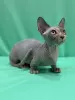 Photo №1. sphynx cat - for sale in the city of Bruges | Is free | Announcement № 127666