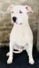 Additional photos: dogo argentino