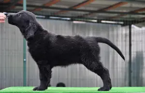 Additional photos: Puppies for straight-haired retriever