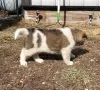 Photo №3. Akita puppies ready for a good home. Germany