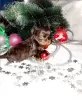 Photo №2 to announcement № 8345 for the sale of yorkshire terrier - buy in Russian Federation breeder