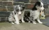 Photo №1. border collie - for sale in the city of Potsdam | 338$ | Announcement № 126345