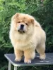 Additional photos: Chow Chow, wonderful puppies