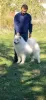 Additional photos: Samoyed puppies for sale