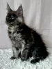 Photo №1. maine coon - for sale in the city of Lublin | 1057$ | Announcement № 118442