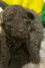 Additional photos: Poodle puppies for sale