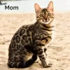 Photo №4. I will sell bengal cat in the city of Munich.  - price - Is free