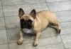 Photo №4. I will sell french bulldog in the city of Novorossiysk. breeder - price - negotiated