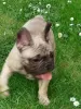 Additional photos: French bulldog puppies