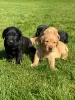 Photo №3. 2 BEAUTIFUL KC PEDIGREE LABRADOR PUPS. Ireland