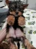 Additional photos: Yorkie/Kawaiiork puppies