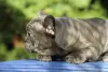 Additional photos: Exotic french bulldog puppies