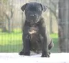 Photo №4. I will sell cane corso in the city of Vršac.  - price - Is free