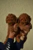 Additional photos: Mini Poodle, red and apricot colors