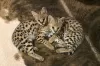 Photo №1. savannah cat - for sale in the city of Бреда | 845$ | Announcement № 54913